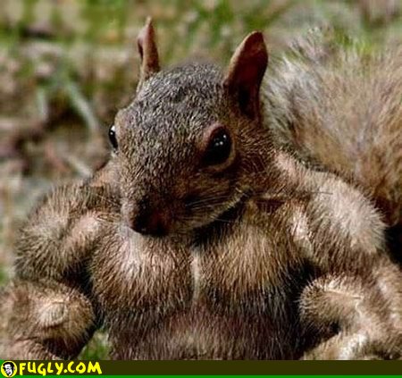 strong_squirrel.jpg